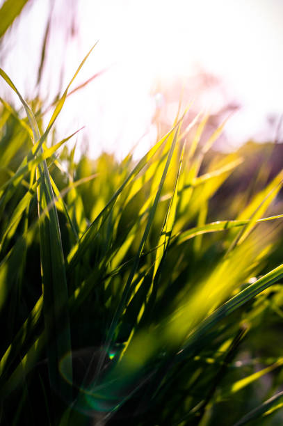 istock Tall wild grass with sunflare growing in the summer sun 1455862491
