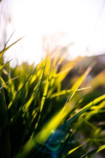 istock Tall wild grass with sunflare growing in the summer sun 1455862523