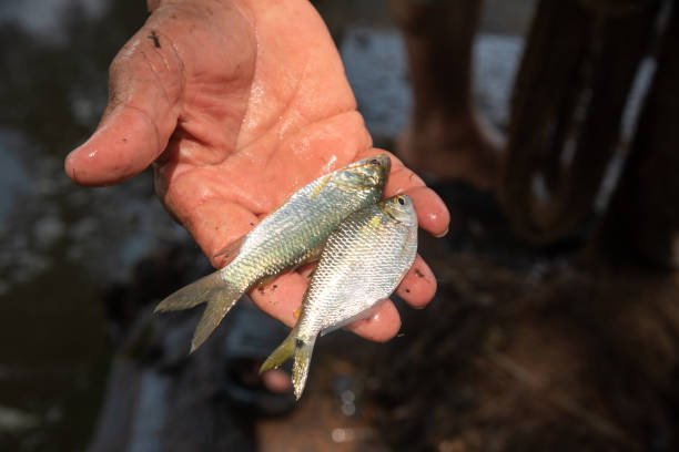 istock Small fish from the Magdalena river. Colombia 1455862542