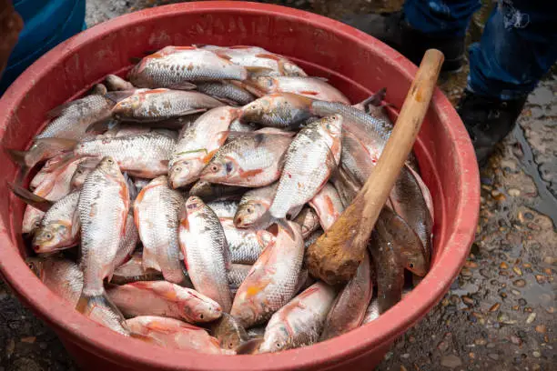 Photo of Basket of fish for sale in local market in Barrancabermeja. Colombia.