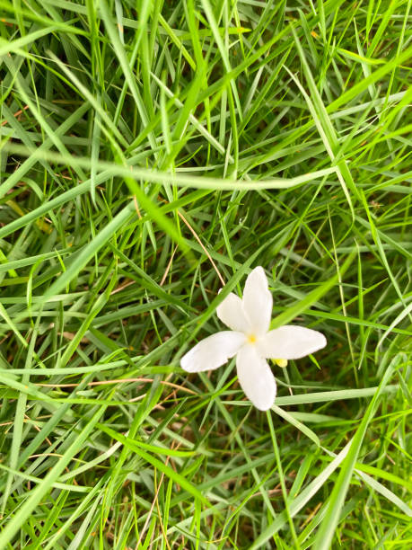 istock jasmine or pinwheelflower. beautiful white flowers falling on green grass 1455862918