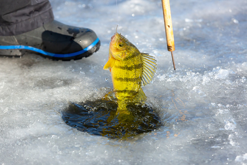 A perch that has just been caught while ice fishing. The perch is just coming out of the water of the ice fishing hole.
