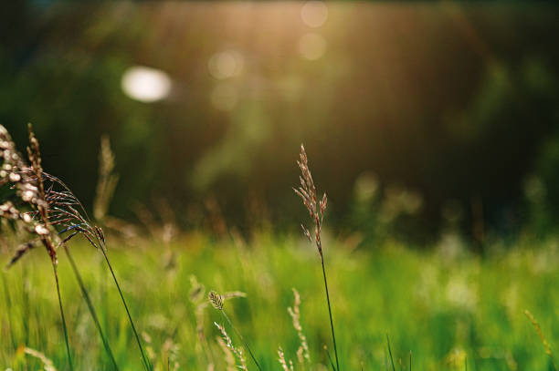 istock Tall wild grass with sunflare growing in the summer sun 1455864878