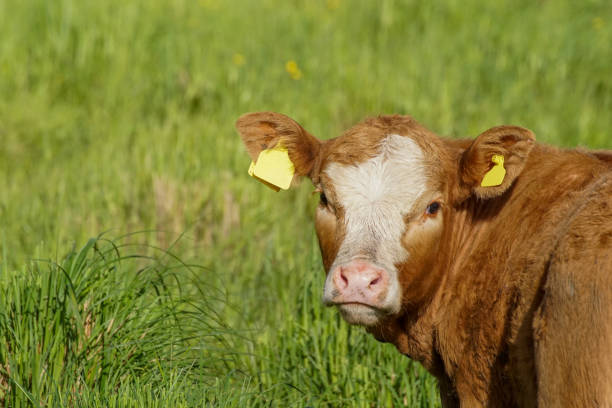 Free Stock Photo of Brown Cow Standing on Grass Covered Field ...