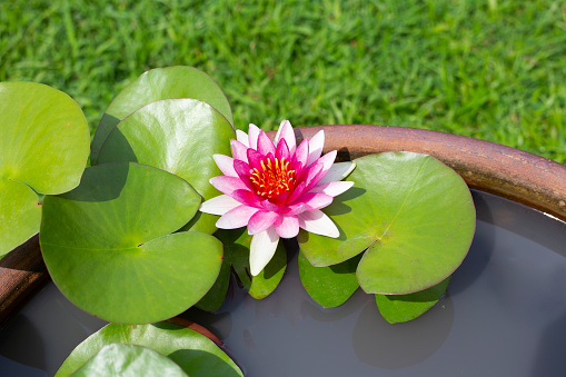 Beautiful blooming Nymphaea, pink red lotus flower with leaves, Water lily pot