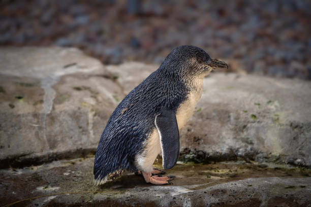 pinguino fatato (eudyptula minor) - fairy penguin foto e immagini stock