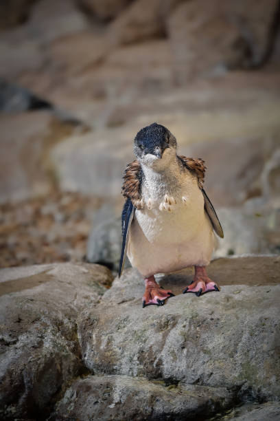 pinguino fatato (eudyptula minor) - fairy penguin foto e immagini stock