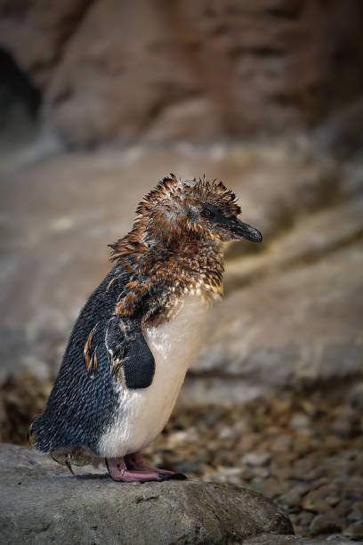 pinguino fatato (eudyptula minor) - fairy penguin foto e immagini stock