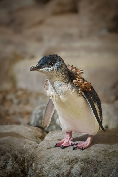 pinguino fatato (eudyptula minor) - fairy penguin foto e immagini stock