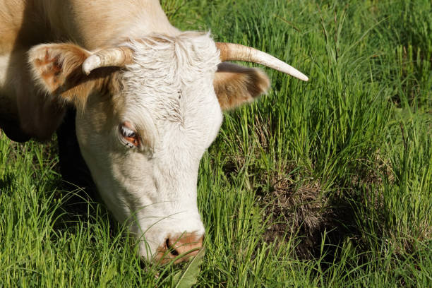 istock Close up of a cow eating grass 1455868197