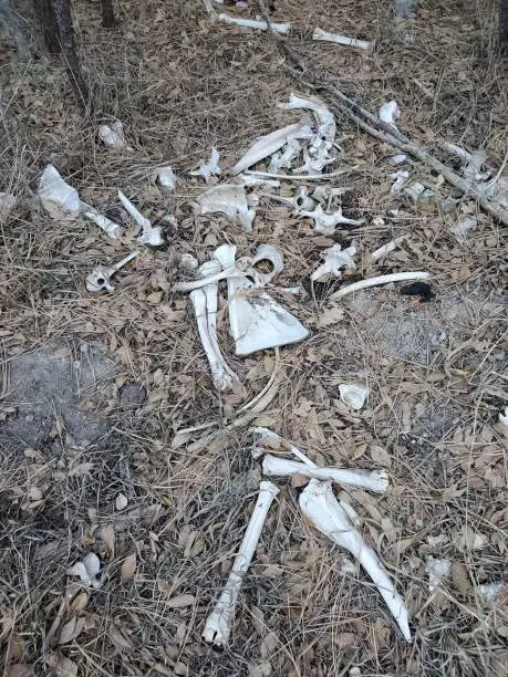Photo of Old bones in woods