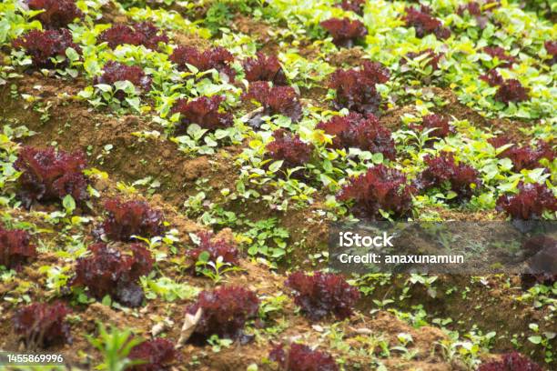 La Agricultura Stock Photo - Download Image Now - Agriculture, Cereal Plant, Colombia