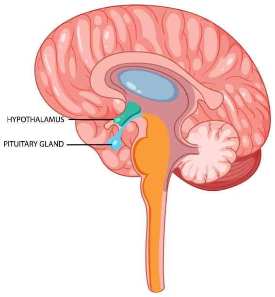 Hipotálamo cerebral e vetor da glândula pituitária - ilustração de arte em vetor