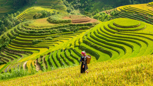 istock Terraced rice field in Mu Cang Chai, Vietnam 1455871029
