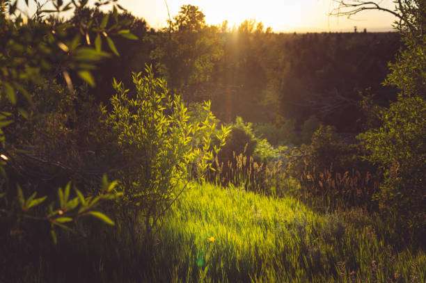 Free Stock Photo of Dappled sky | Download Free Images and Free