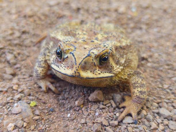 istock Frog, Asiatic toad, Chusan Island toad or Bufo gargarizans photo click at Gujarat, India 1455872039