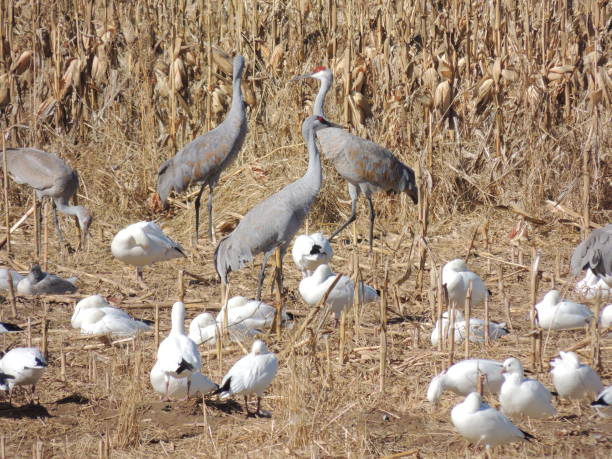 istock Cranes and snow geese together 1455872119