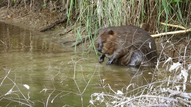 A family of beavers resting on the river bank. Static view of aquatic mammals with wet fur during the day