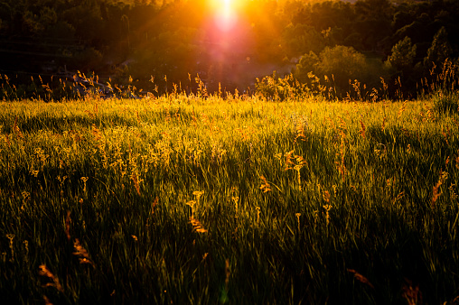 Summer grass and golden light