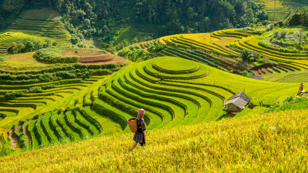 istock Terraced rice field in Mu Cang Chai, Vietnam 1455872307