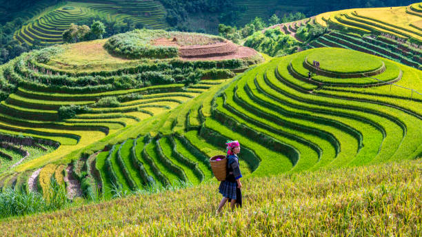 istock Terraced rice field in Mu Cang Chai, Vietnam 1455872312
