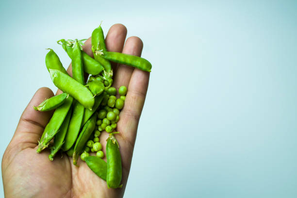 istock The man's hand holds a green polka dot, on a white background. 1455872454