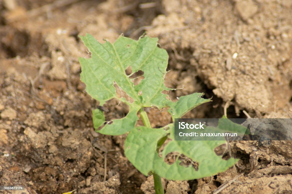La agricultura Agriculture Stock Photo