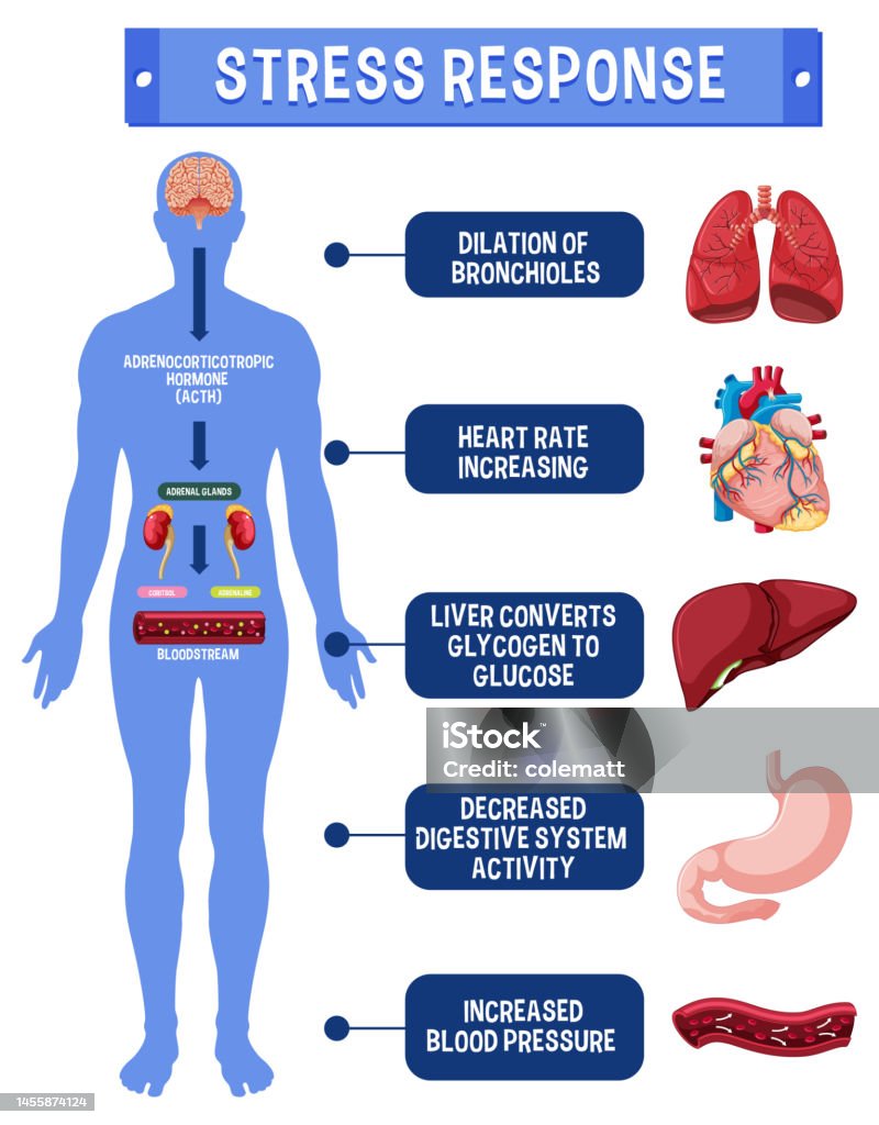Stress System Example Stress Response System Scheme Stock Illustration - Download Image Now ...