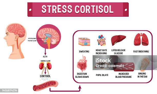 Cortisol Powerpoint Background Stress Cortisol System Scheme Stock Illustration - Download Image Now ...