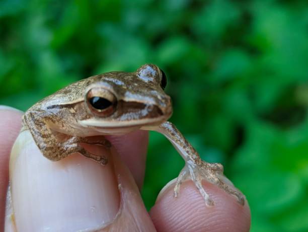 istock Close-up of a frog cub holding a human hand 1455874342
