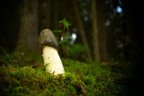 Phallus impudicus mushroom growing on lush green moss stock photo