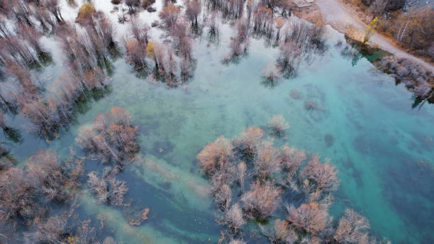 istock Turquoise blue mirror water with trees in the lake 1455880229