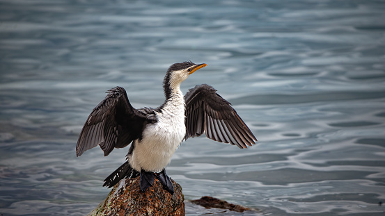 Little black and white pied cormorant perched on a rock in the water