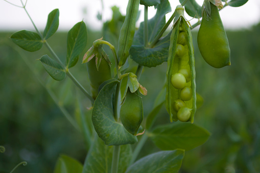 Young green peas in a pod on a bush. High quality photo. High quality photo