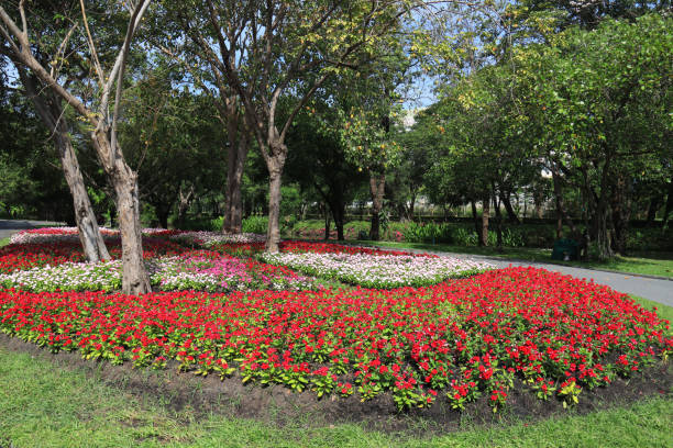 istock Many flower in city park 1455883752