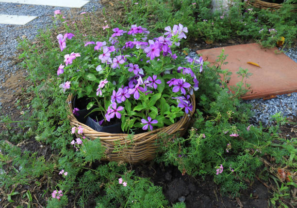 Purple flowers in pot Madagascar periwinkle or Vinca or Old maid or Cayenne jasmine or Rose periwinkle flower.Purple flower bush in a wooden basket in garden with morning light. catharanthus roseus stock pictures, royalty-free photos & images