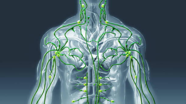 Lymphatic system stock photo