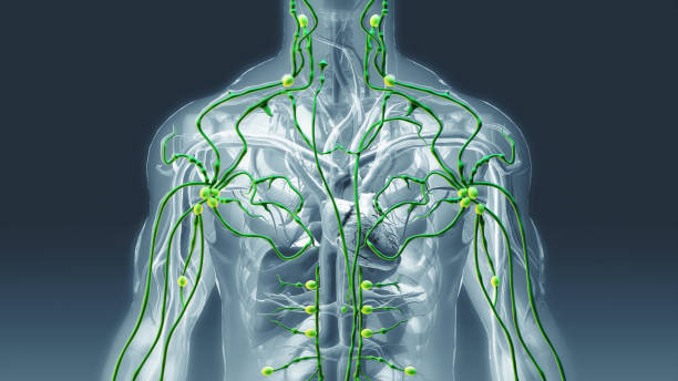 лимфатическая система - lymphatic system стоковые фото и изображения