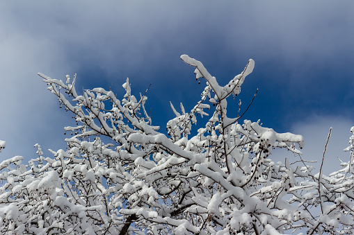 This image shows a close-up abstract texture background of heavy snow covering the branches of a tree.