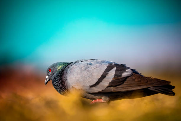 istock Pigeon. Dove. City pigeon. 1455884574