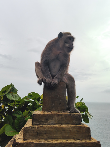 An Apes Sitting at The Top of Column at Uluwatu Temple Area in Bali.