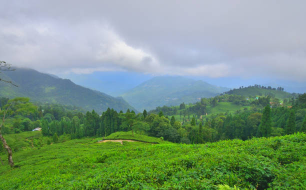 istock Rangli rangliot tea garden near Takdah in Darjeeling district. 1455889228
