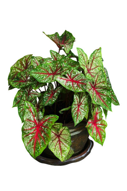 istock Green Caladium Bush Isolated with Clipping Path 1455890758