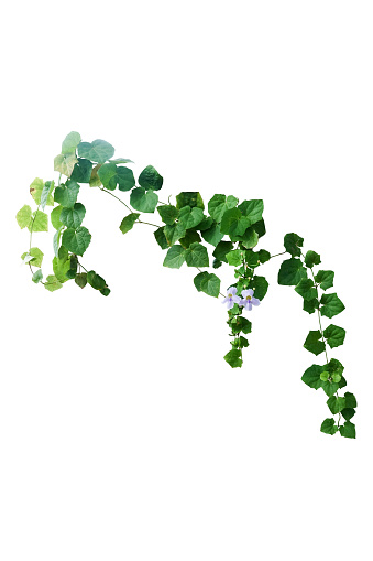 Ivy plant isolated include clipping path on white background