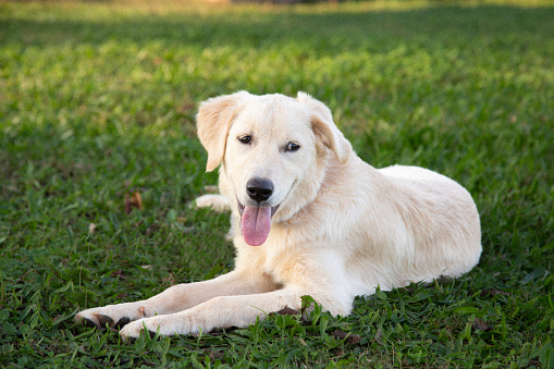 Shot of a white Golden Retriever lying on grass by looking away in a public park. Horizontal shot.