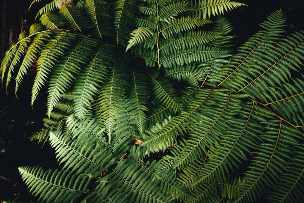 istock Dark green fern foliage 1455894587
