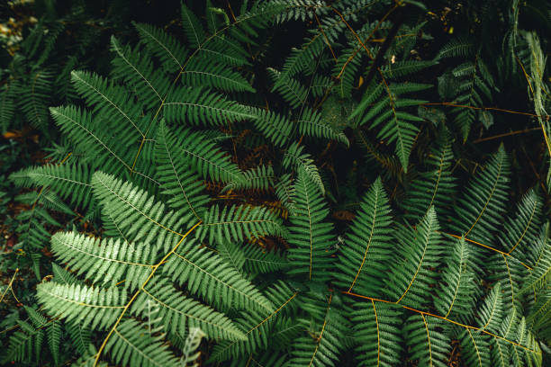 istock Dark green fern foliage 1455894623