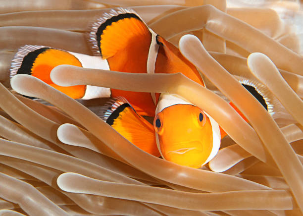 istock Funny NEMO in  sea anemone tentacles 1455894661
