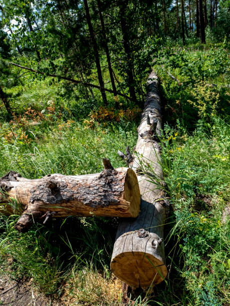 istock dry trunk of a fallen tree in the forest among the green grass 1455895647