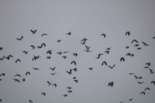 istock flock of birds 1455897119